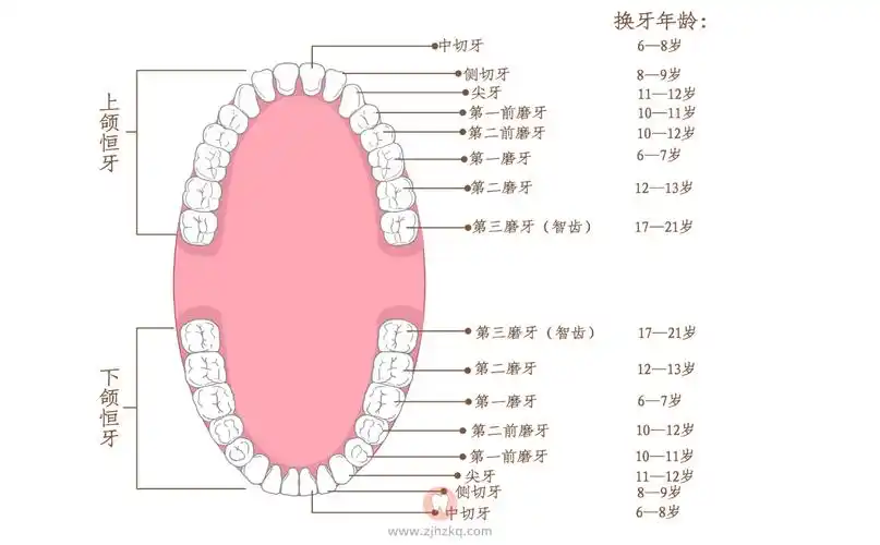 换牙年龄时间顺序高清图片