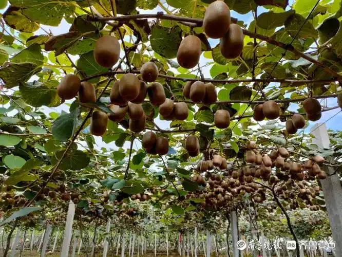 情报站流口水了日照五莲奇异果硕果累累挂满枝头甚是诱人
