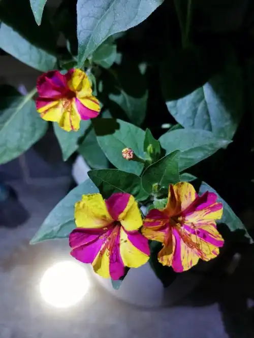 我的阳台花园  #我的花花草草成长日记  #紫茉莉