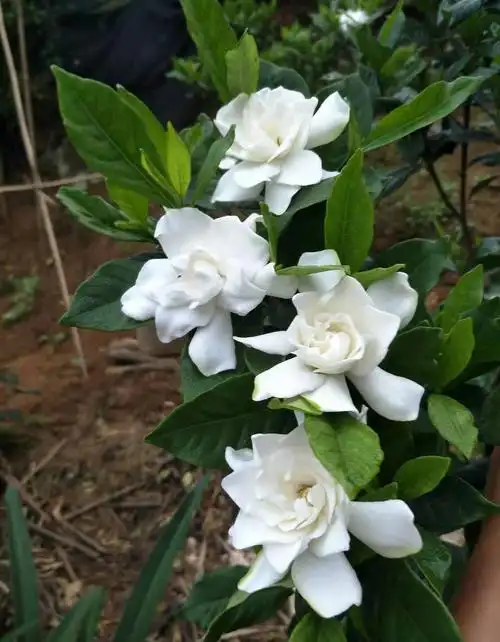 原创栀子花难道真的每年花开一季室内养小叶好还是大叶如何养成树