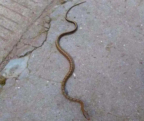 菜花蛇无毒,为何却成为了"百蛇之王"?其它毒蛇反而还怕它?