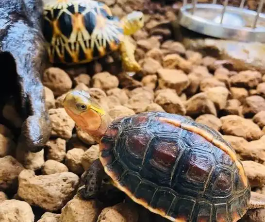 乌龟翻身后结局怎样,估计没你想得那么简单|龟壳|龟甲|草龟|动物类|宠