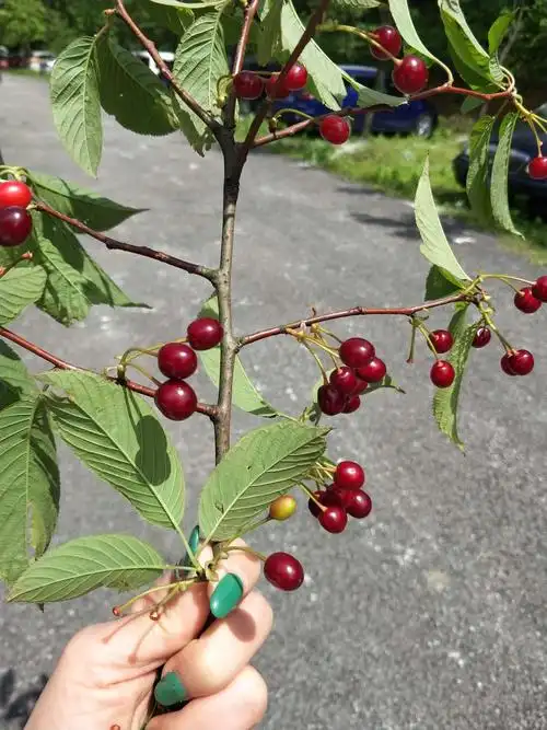 天下第一杜鹃红