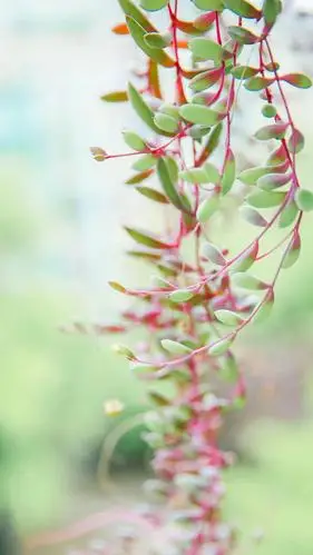多肉植物清新摄影手机壁纸