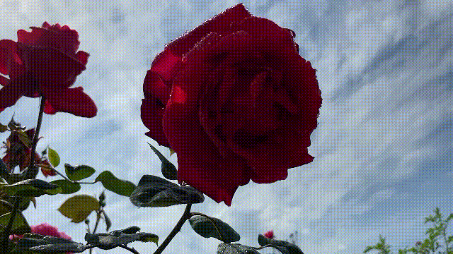 贵州农博园首届"玫瑰之约"暨大型灯会震撼来袭!