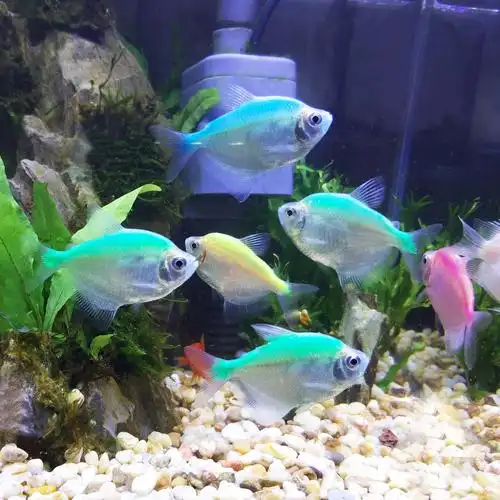 马特维(matewei)宠物活体热带鱼七彩裙鱼玻璃淡水小型黑裙彩色观赏鱼