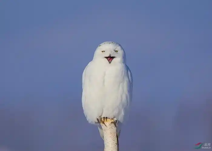 萌萌的微笑猫雪