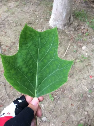 这是什么树的叶子啊