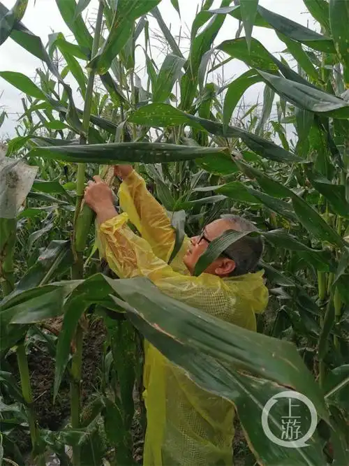 重庆市面上的玉米哪种最好吃?这三个品种值得你尝尝