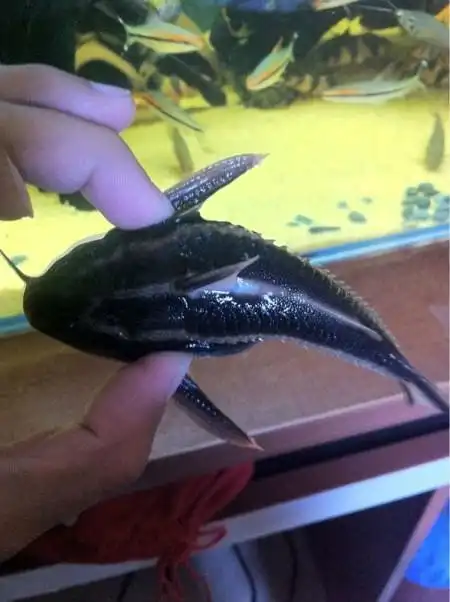 因此俗名被称为是哭猫鱼.学名叫做梳额蜴鲶.