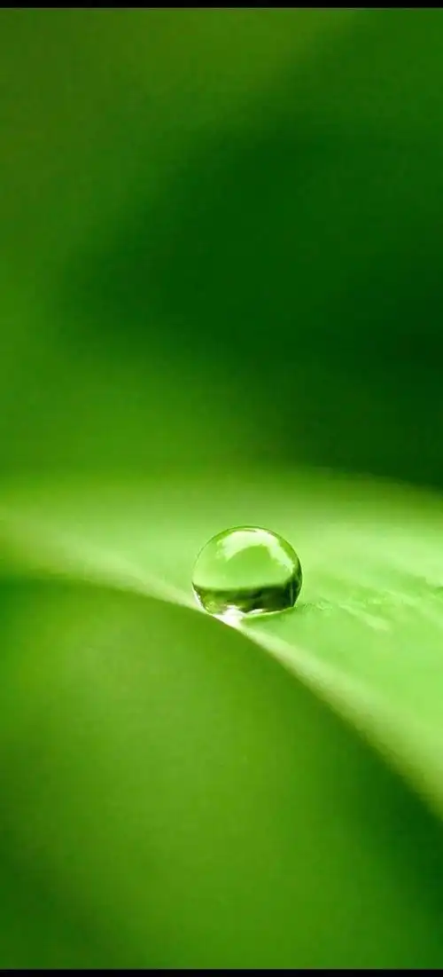 《幸运草》绿色护眼手机壁纸_网易订阅