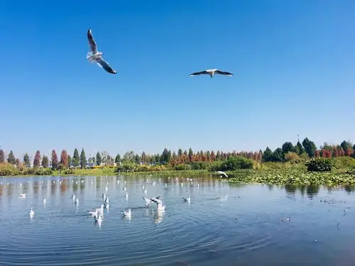 欢乐时光……海东湿地公园(2018年11月28日)