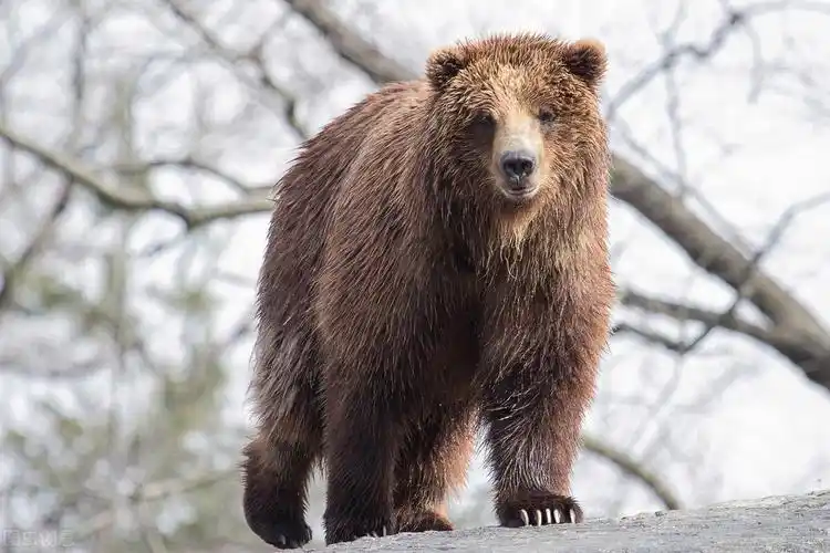 "熊"这种动物有多可怕?原始的"躺"赢会让你死得更快