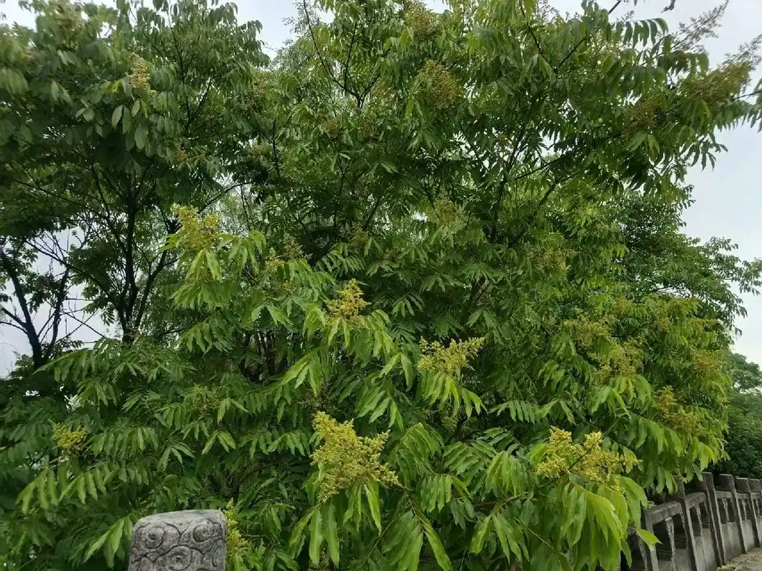 植物小科普～无患子(洗手果,肥皂果树) 别名:洗手果,肥皂果树 科  :无