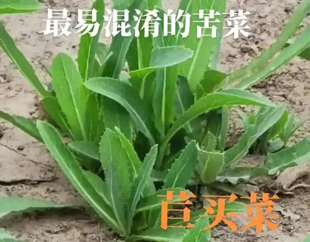 最容易叫不上名字的苦菜,都为菊科,尖裂假还阳参(苦碟儿),中 - 抖音