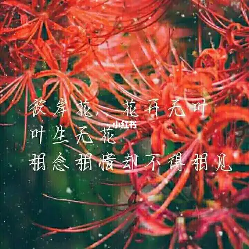 关于彼岸花的句子