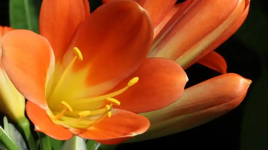 名贵极品君子兰花图片壁纸