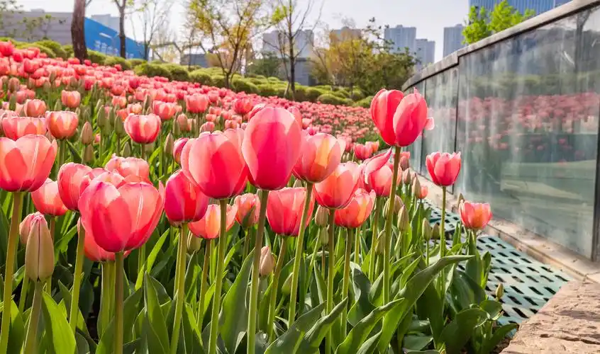 郁见最美花海济南经十路郁金香灿然绽放
