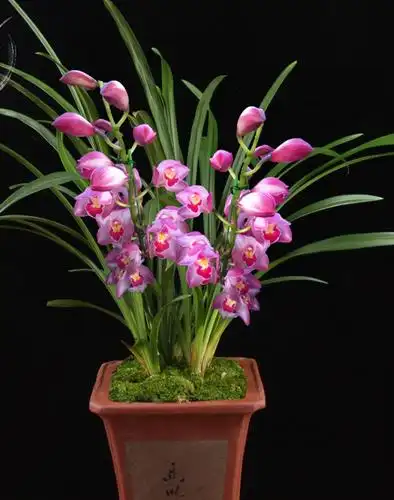 种非常稀少的兰花,在兰市是见不到也买不到的品种,在以前万元也买不到