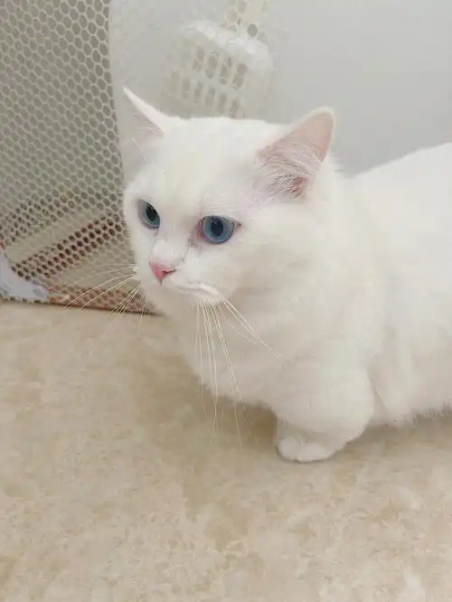 纯白拿破仑矮脚猫咪
