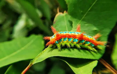 彩色毛毛虫