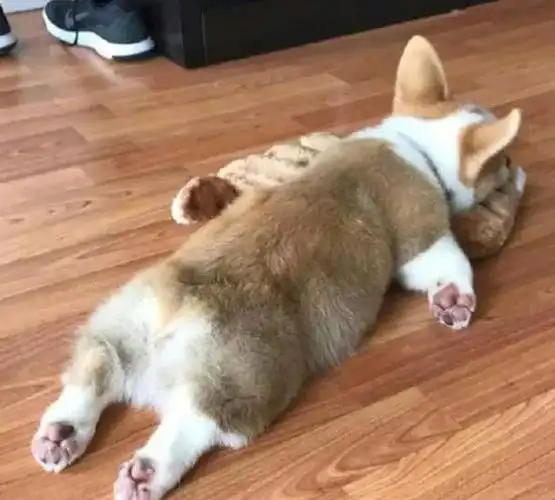 深蹲|脚跟_网易订阅