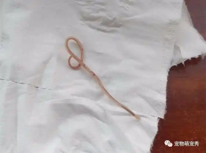 狗狗有寄生虫的10大症状!宠物狗狗应该多久体内体外驱虫一次?