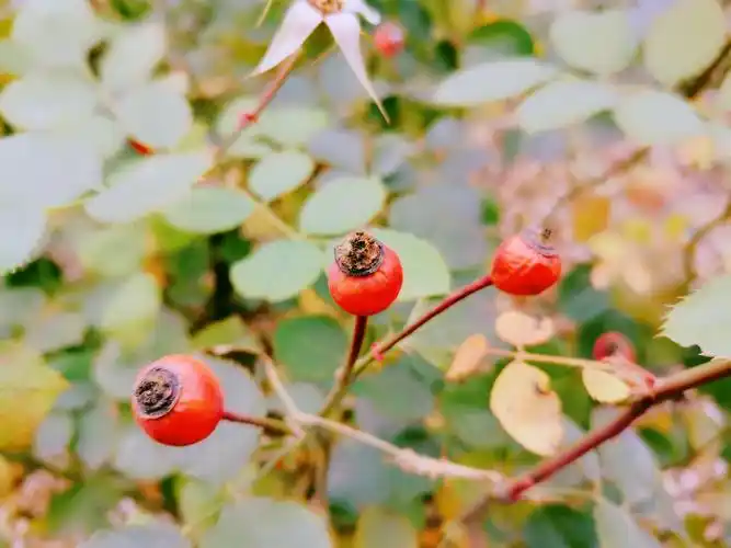 北京冬天的月季花果,(诗贤拍摄于经海路)