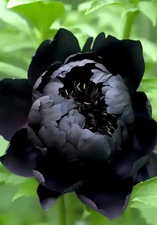黑牡丹如此惊艳我该用什么词来形容你