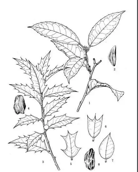 枸骨花简笔画古树的简笔画 古树的画法古树的简笔画 古树的画法怎么简