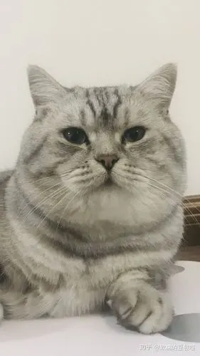 公猫绝育对于发腮有影响吗?