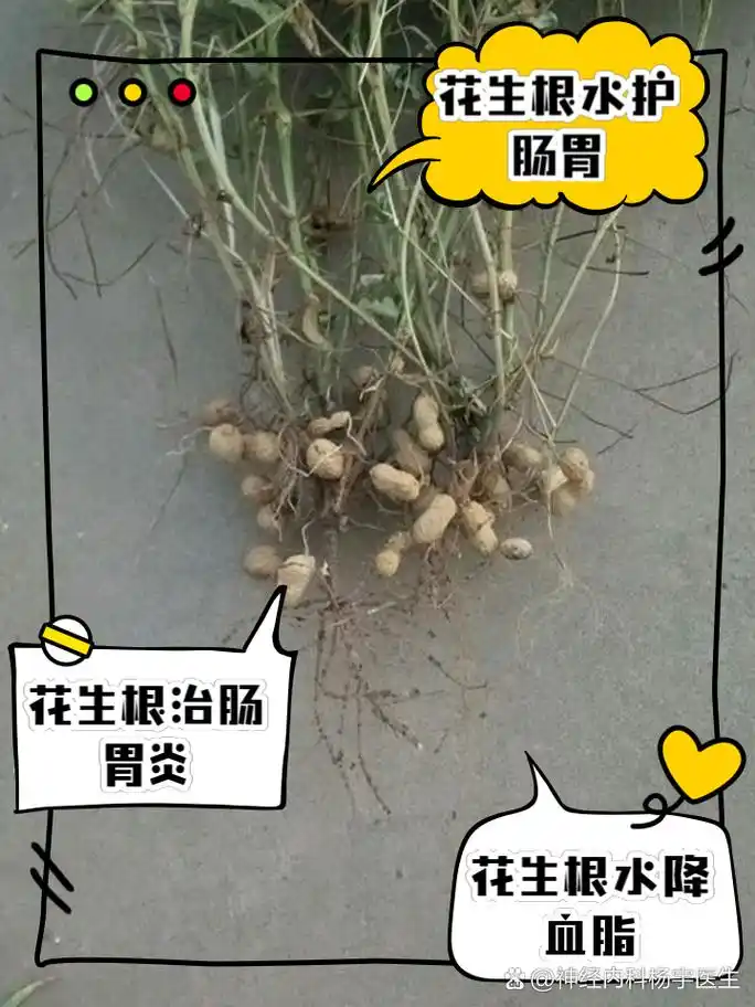 接下来,我会详细分享花生根煮水喝的三大功效和