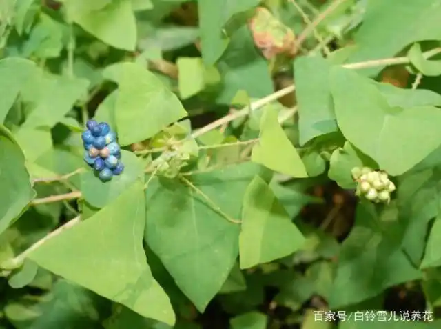 可能你家里就种着蛇害怕的花,驱蛇还能治指甲病,夏天还花开不停