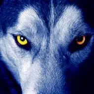 qq头像狼王霸气霸气凶猛的qq头像狼头狼王图片