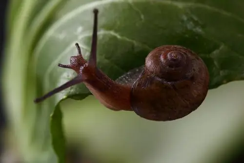 拣菜拣出只蜗牛来