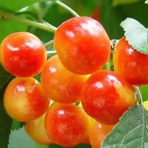 大连因其得天独厚的自然条件已成为大樱桃的优良产区,大樱桃品种丰富