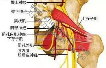 主页 新闻中心 针刀知识1,闭孔外肌的解剖与功能  闭孔外肌起于闭孔膜