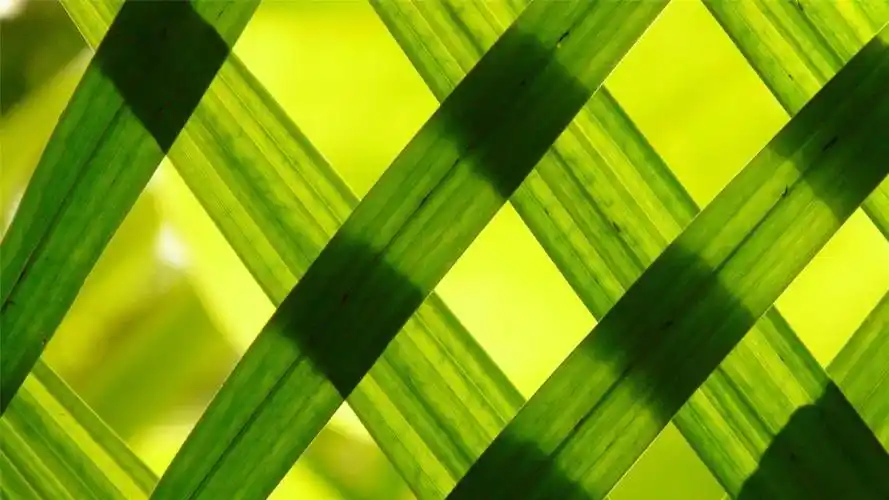 大自然里的清新绿色植物壁纸图片