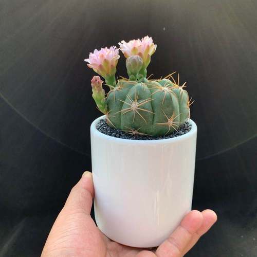 包邮盆栽花卉植物多肉花苞大球仙人海王美花多肉植物