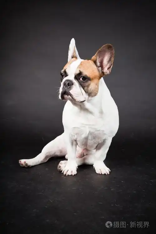 棕色白色法国斗牛犬被隔绝在黑色背景上工作室拍摄