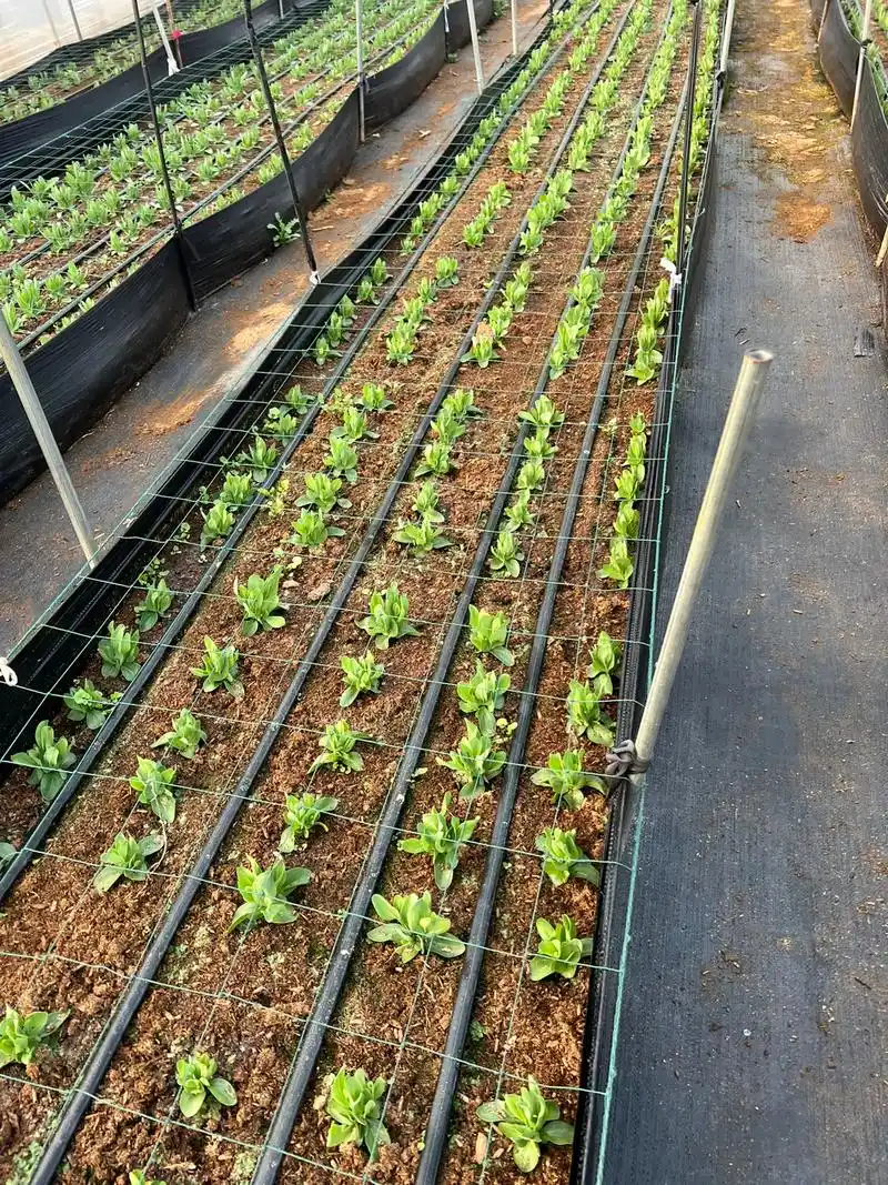 洋桔梗无土栽培试验,虽有诸多缺陷,仍迎来满园花开 - 抖音