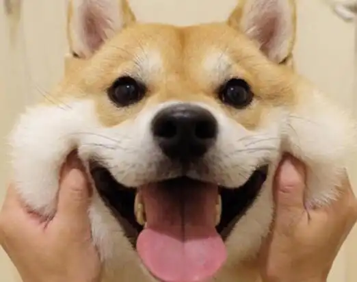 开心的幽默句子 看了让人开心的句子