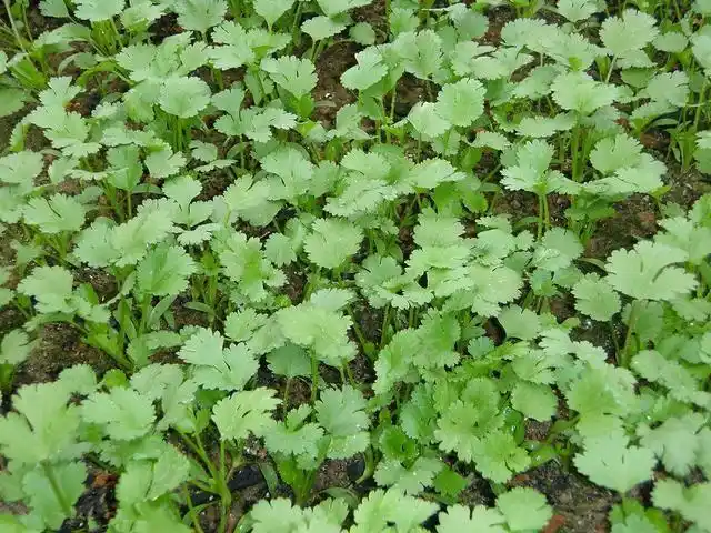 农户种植香菜出现死苗烂株的原因,采取正确措施解决问题