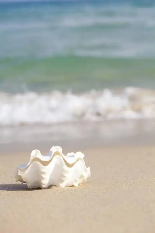 无人,竖图,室外,白天,旅游,度假,海洋,美景,水,贝壳,三亚,中国,亚洲,