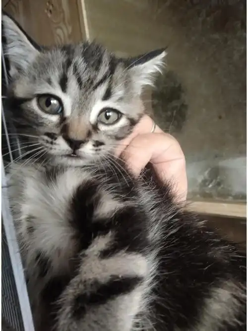 美短虎斑宝宝,两个月左右,已经会吃猫粮会用猫砂盆了,价格300-500不等