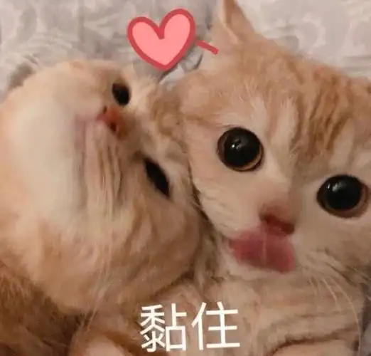 黏住(猫猫表情包)_黏住_猫猫表情
