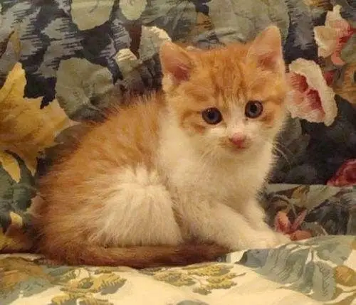 展开全部 这是——黄猫.