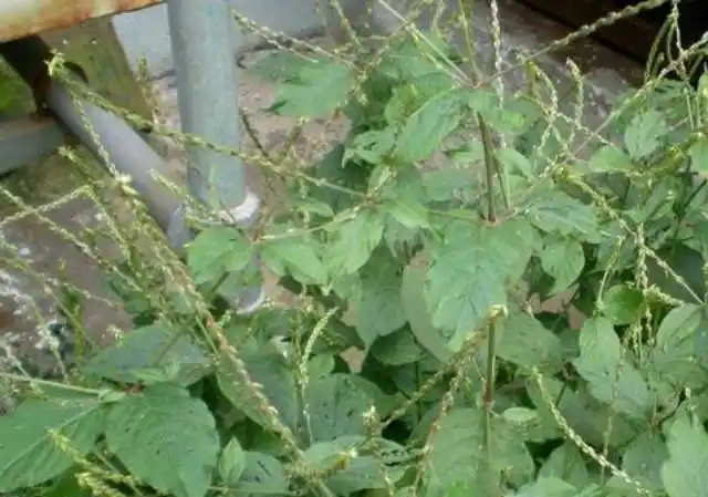 农村名叫"倒扣草"的植物有什么功效和作用?看完恍然大悟