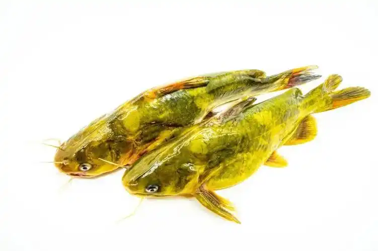 黄颡鱼这个名字听起来或许有些陌生,但如果说起它的别名:黄辣丁,黄骨