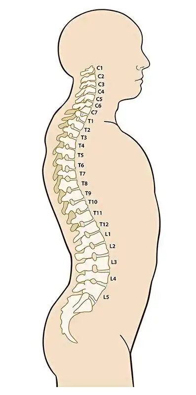 保健操|腰椎病|神经根|椎间盘|颈椎病|保护|-健康界